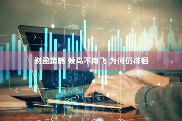 财盈策略 候鸟不南飞 为何仍徘徊